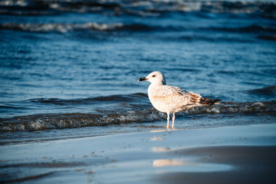 Close-up of seagull perching on sea