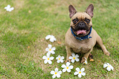 High angle portrait of dog sticking out tongue while sitting with frangipanis on land