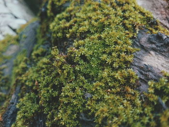 Close-up of moss growing on tree