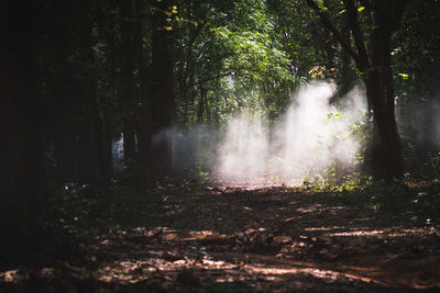 Sunlight streaming through trees in forest