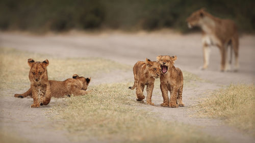 Lioness running on field, image by vladimircech