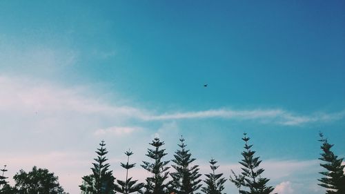 Low angle view of trees against blue sky