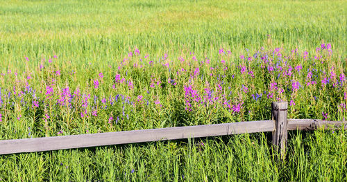 Purple flowers in field