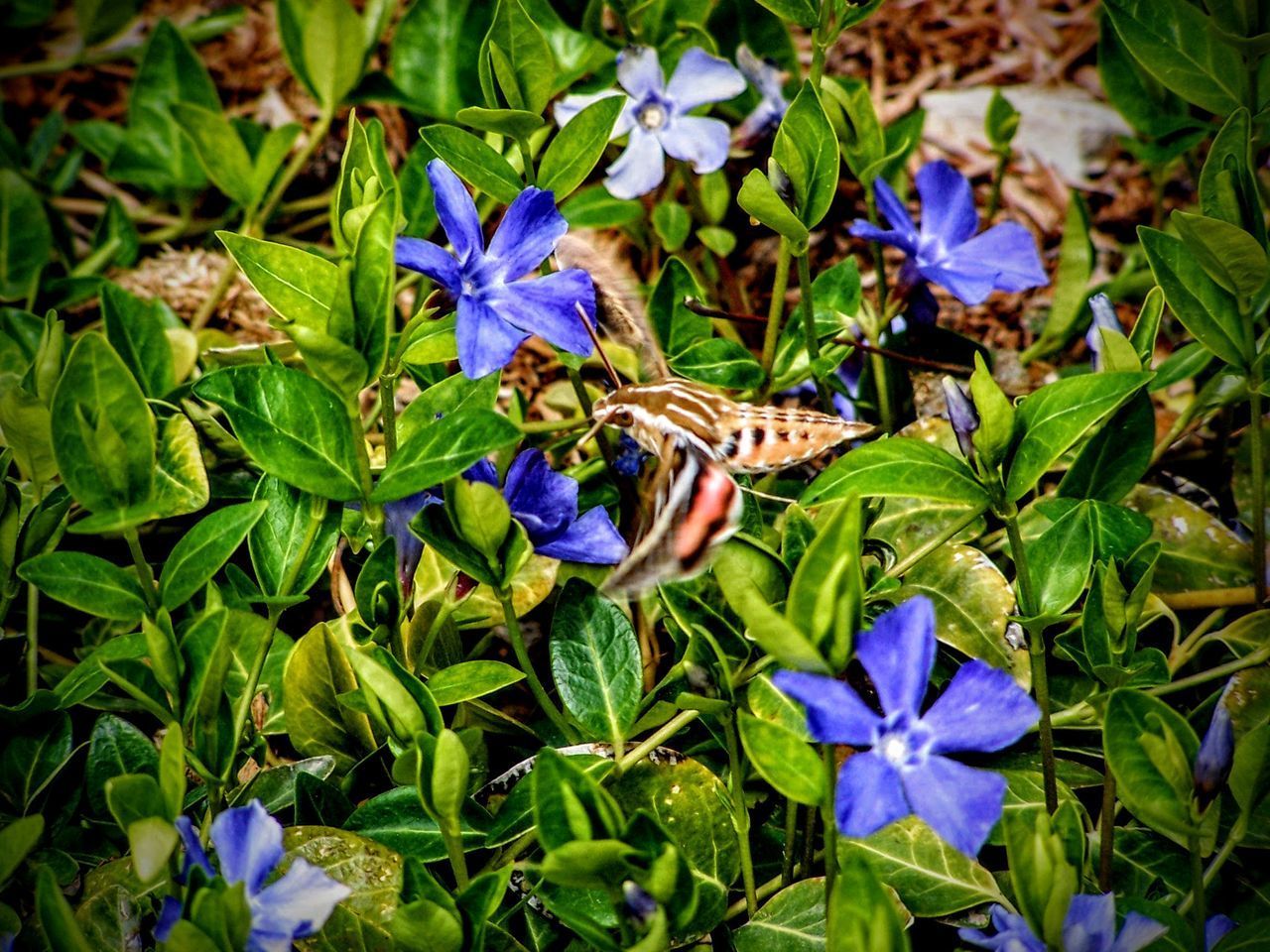 CLOSE-UP OF PURPLE FLOWERING PLANT