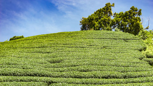 Scenic view of tea tree field against sky