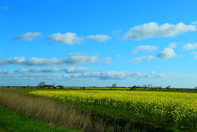 Scenic view of agricultural field against sky