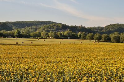 View of yellow flowers growing in field