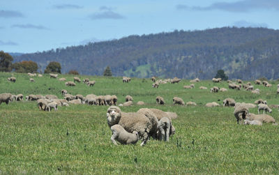 Sheep in a field