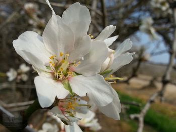 Close-up of white flowers