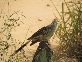 Bird perching on branch