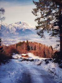 Pine trees on snow covered land against sky