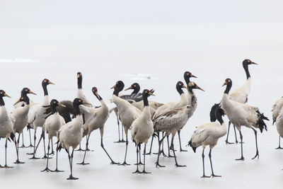 Black-necked cranes on frozen lakeshore