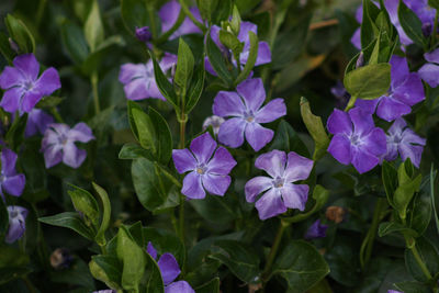 Close-up of purple flowering plants