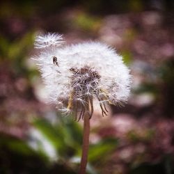 Close-up of dandelion flower