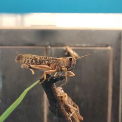 Close-up of insect on wall