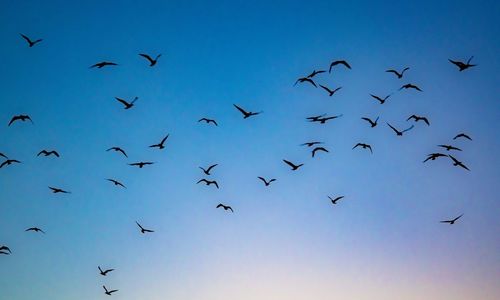 Low angle view of birds flying in the sky