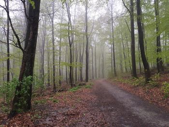 Dirt road passing through forest