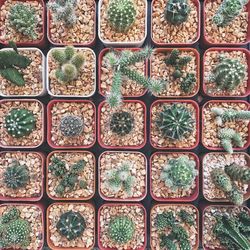 Potted plants in greenhouse