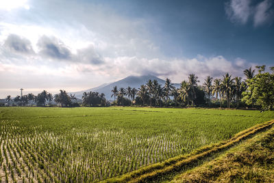 Rice fields at philippine coiuntryside under morning sky.