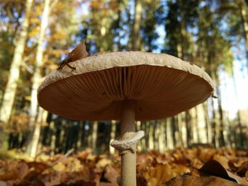 Close-up of plant against blurred background