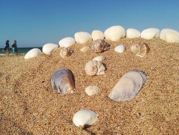 Close-up of shells on beach