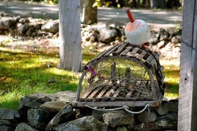 Close-up of bird perching on wood