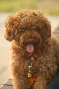 Portrait of dog sticking out tongue