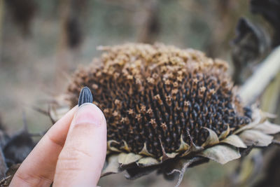 Close-up of person hand holding seed