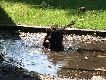 High angle view of bird on grass in water