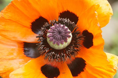 Close-up of orange poppy