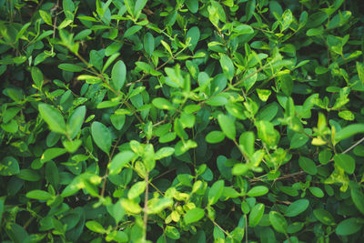 Full frame shot of plants