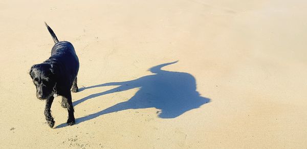 Shadow of dog on sand