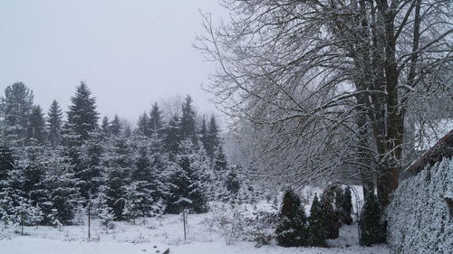 Bare trees on snow covered landscape
