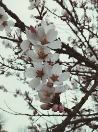 Low angle view of apple blossoms in spring