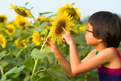 Full length of sunflower against yellow flowering plant