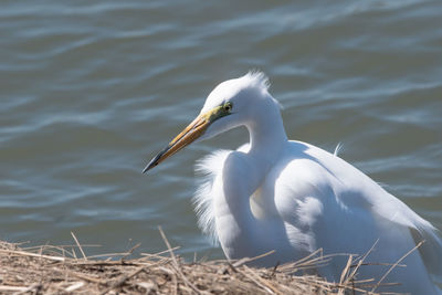 Close-up of bird perching on a lake