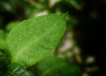 Close-up of raindrops on leaf