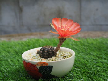 Close-up of orange rose in bowl