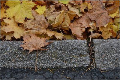 High angle view of maple leaves on street