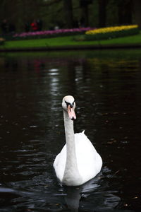 Swan swimming in a lake