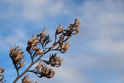 Low angle view of dried plant against sky