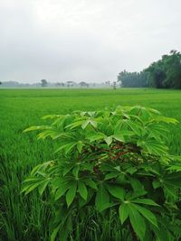 Scenic view of agricultural field against sky