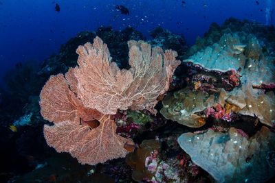 View of coral in sea