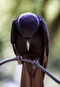 Close-up of black bird perching outdoors