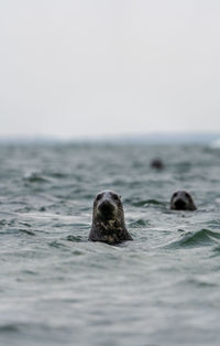 Harbour seals phoca vitulina on the swedish west coast.