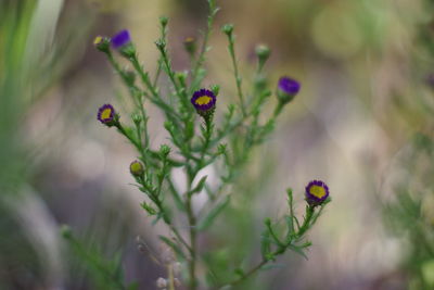 Close-up of red flowering plant