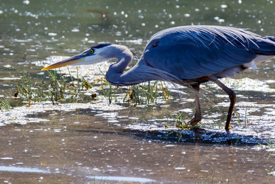 Close-up of gray heron in lake