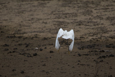 View of white bird flying over beach