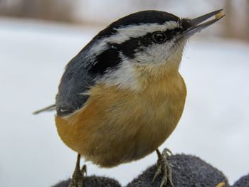 Close-up of bird perching outdoors