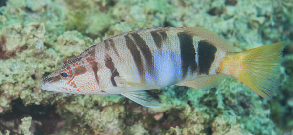 Close-up of fish swimming in sea